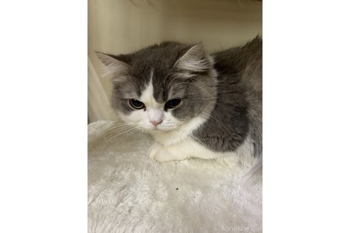 販売中のスコティッシュフォールドの親猫